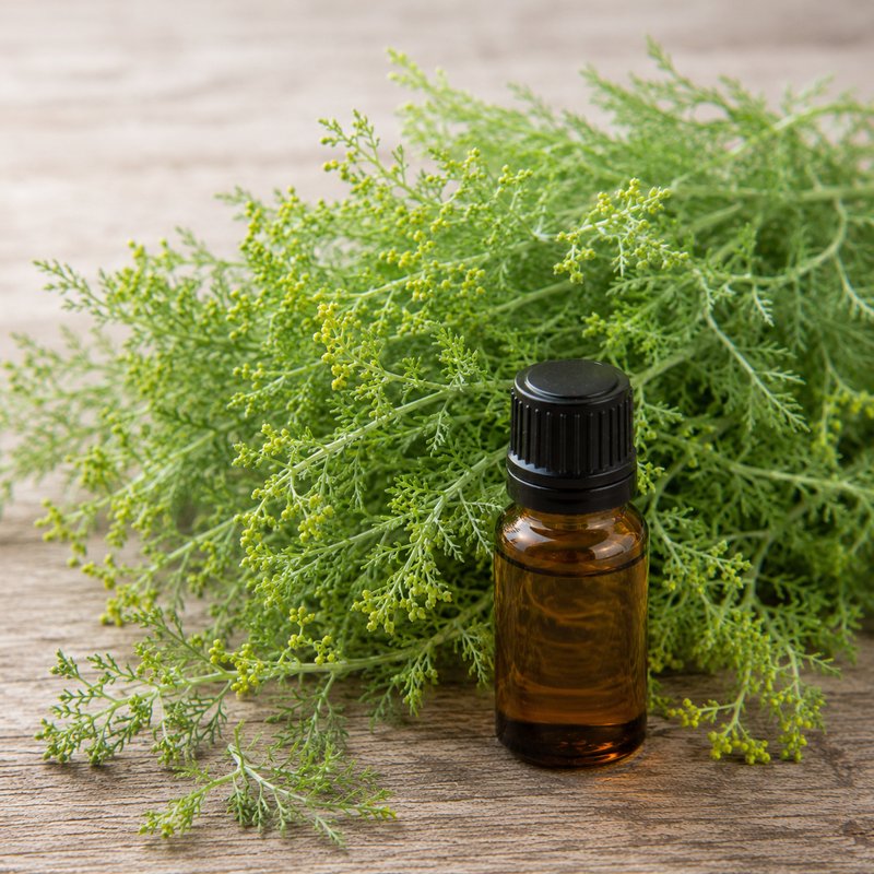 Davana Oil